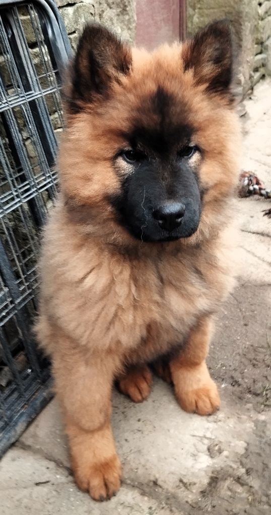 Des Collines De Haute Bretagne - Chiot disponible  - Eurasier