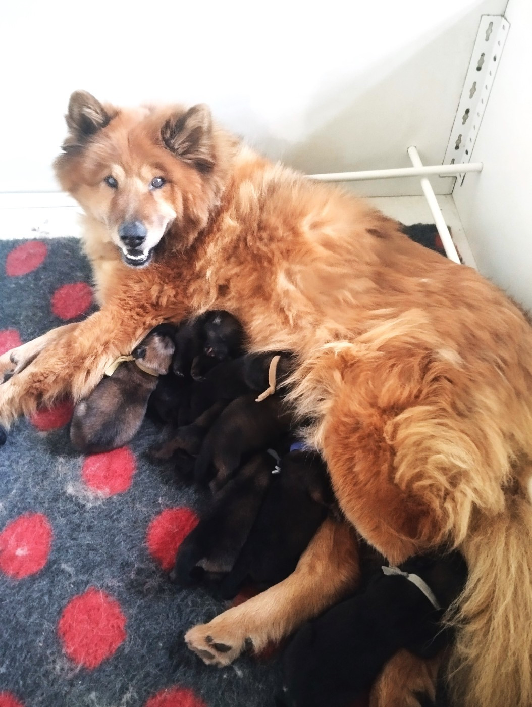 Des Collines De Haute Bretagne - Eurasier - Portée née le 24/01/2026