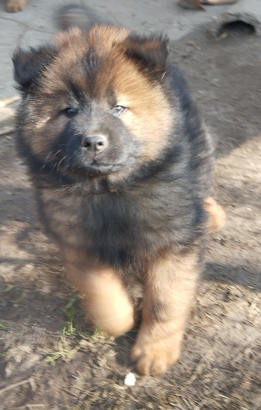Des Collines De Haute Bretagne - Chiots disponibles - Eurasier