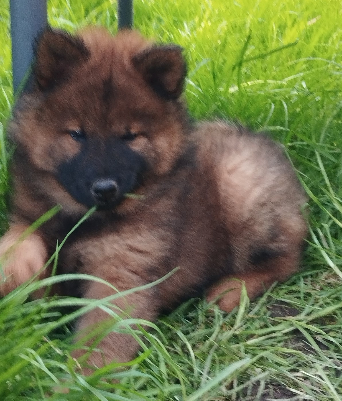 Des Collines De Haute Bretagne - Chiots disponibles - Eurasier